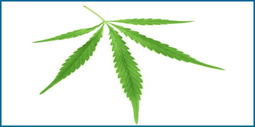 legalized marijuana